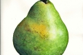 Professional Pear