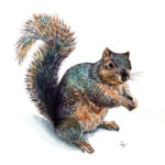 Jenny’s Squirrel on Hahnemühle Britannia Quattro