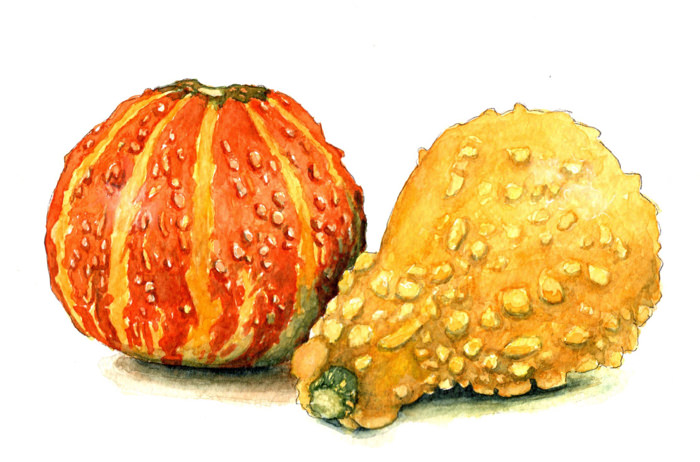 warty gourds
