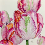 Expression Parrot Tulips